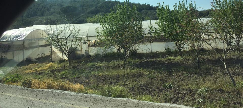 Akhisar Çamönü Köyü Resimleri 6
