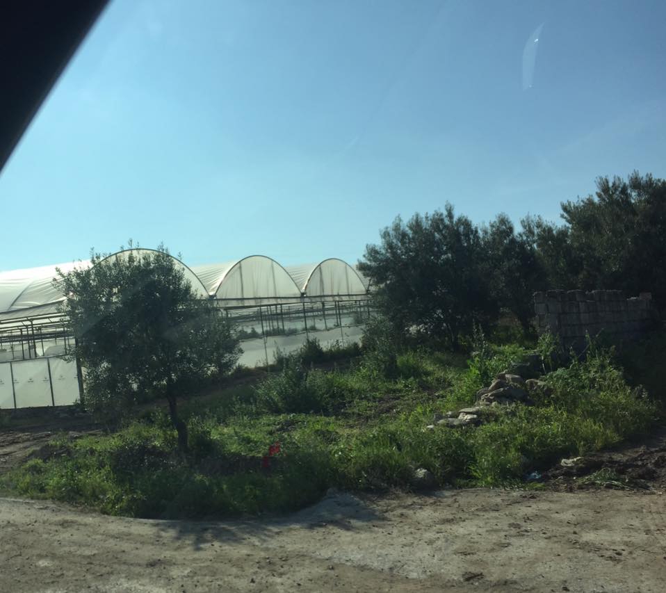 Akhisar Çamönü Köyü Resimleri 9