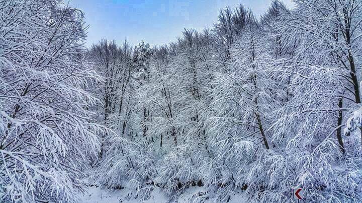 Pazaryeri Bozcaarmut Köyü Resimleri 1