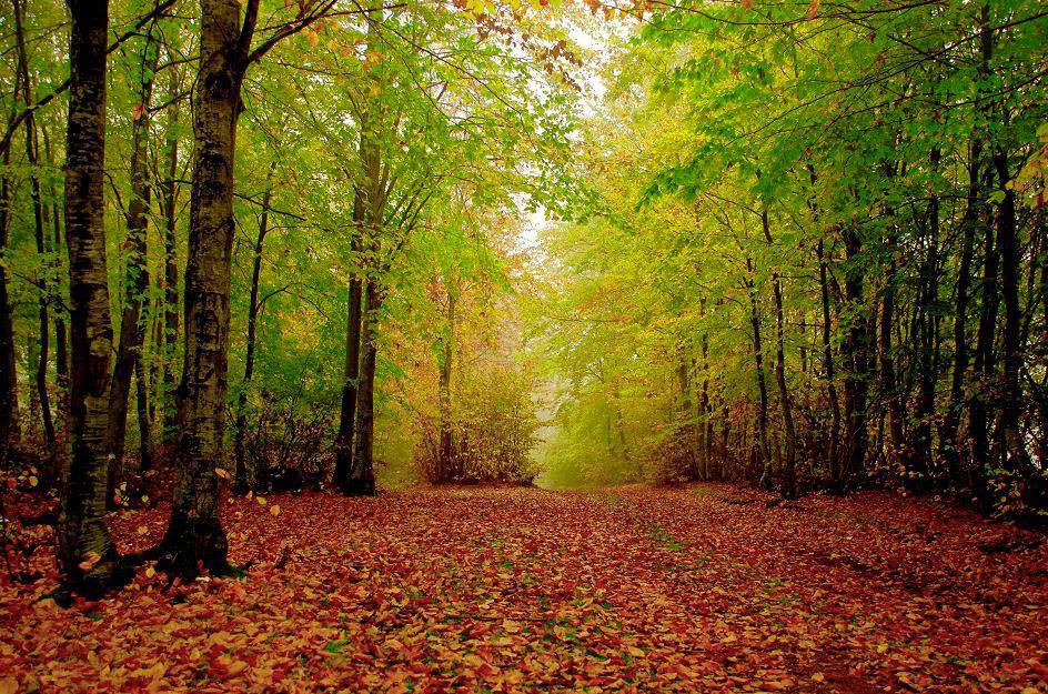 Pazaryeri Bozcaarmut Köyü Resimleri 8