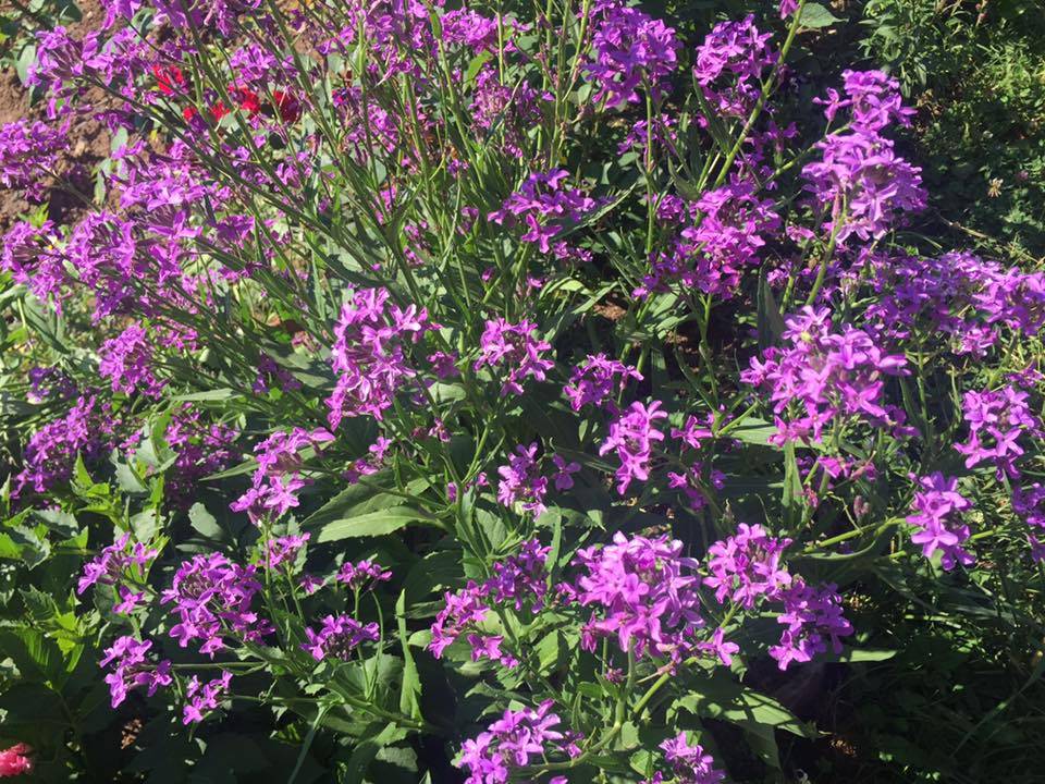 Pazaryeri Büyükelmalı Köyü Resimleri 1