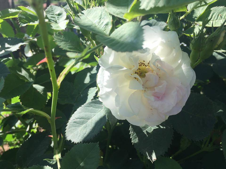 Pazaryeri Büyükelmalı Köyü Resimleri 3