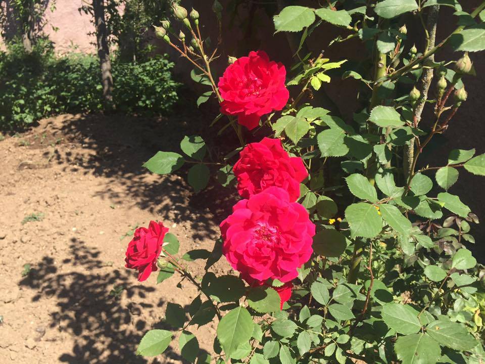 Pazaryeri Büyükelmalı Köyü Resimleri 4