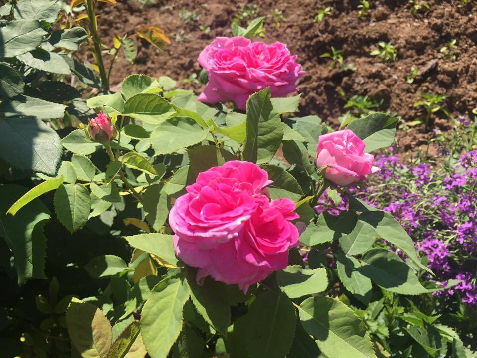 Pazaryeri Büyükelmalı Köyü Resimleri 5