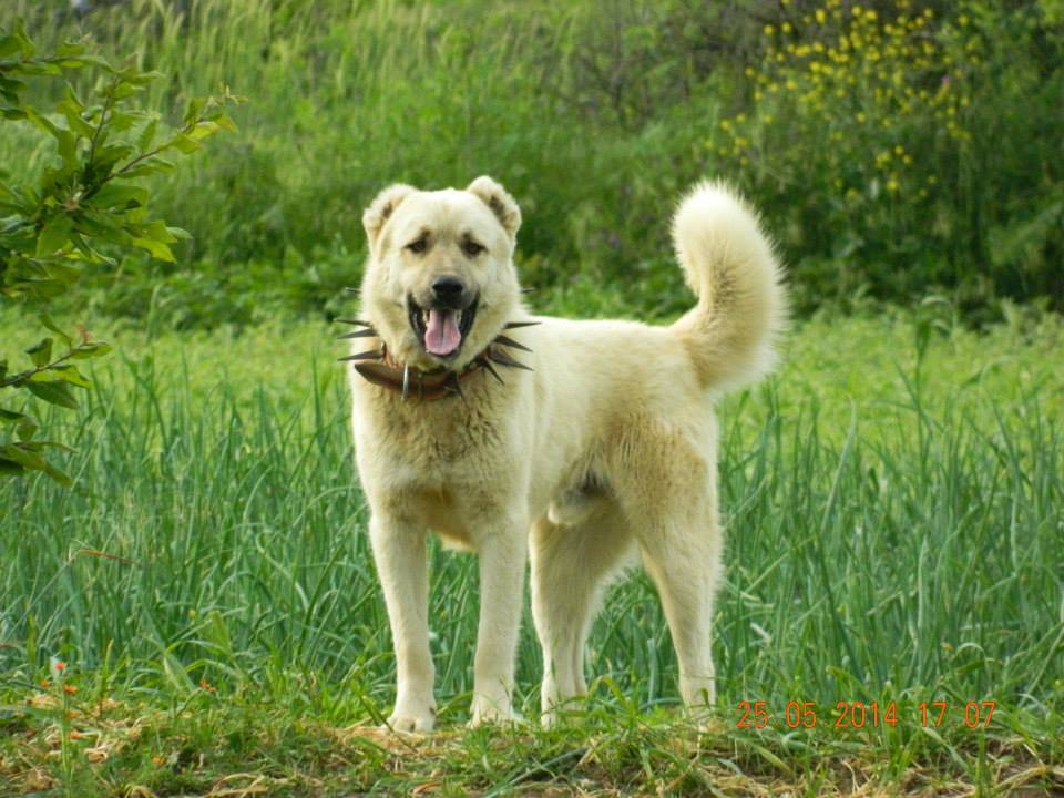Pazaryeri Günyurdu Köyü Resimleri 3