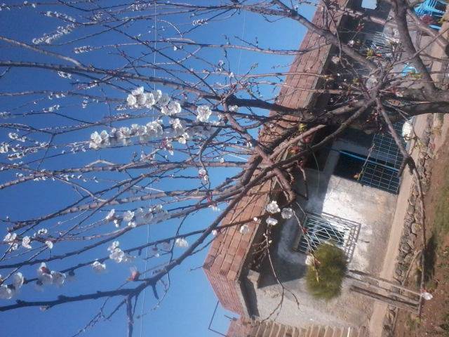 İdil Tepecik Köyü Resimleri 6