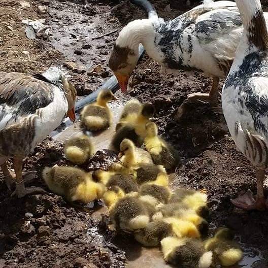 İdil Toklu Köyü Resimleri 1