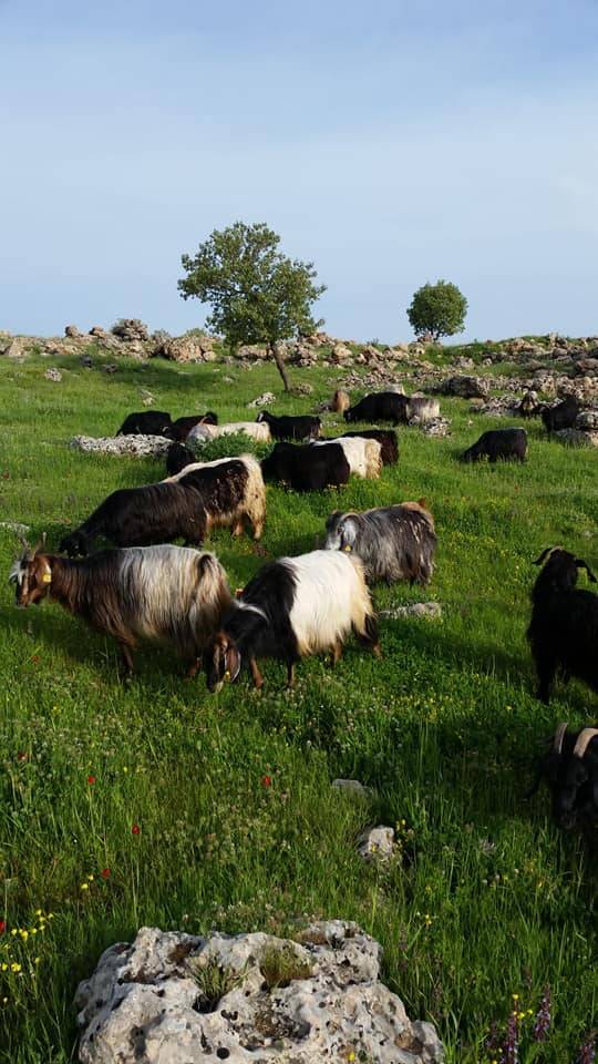 İdil Toklu Köyü Resimleri 2