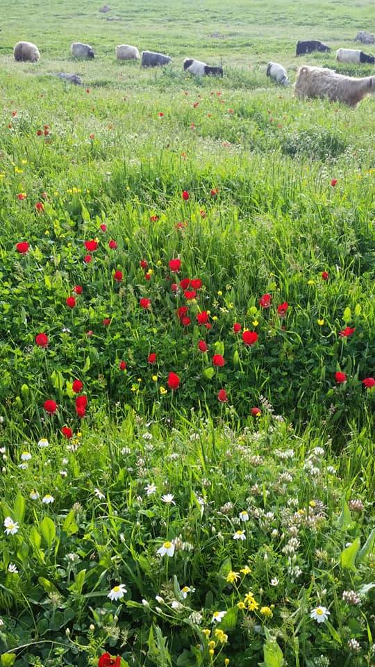 İdil Toklu Köyü Resimleri 6