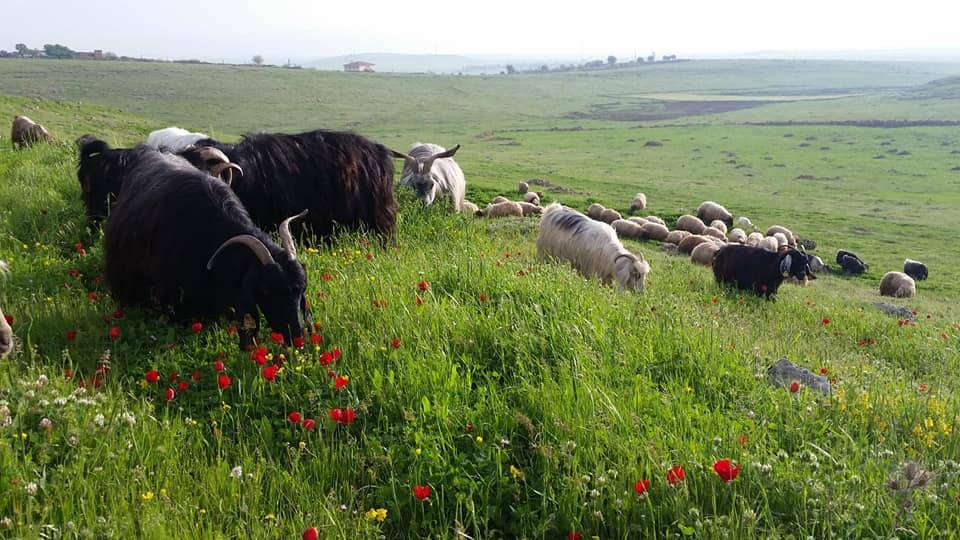 İdil Toklu Köyü Resimleri 7