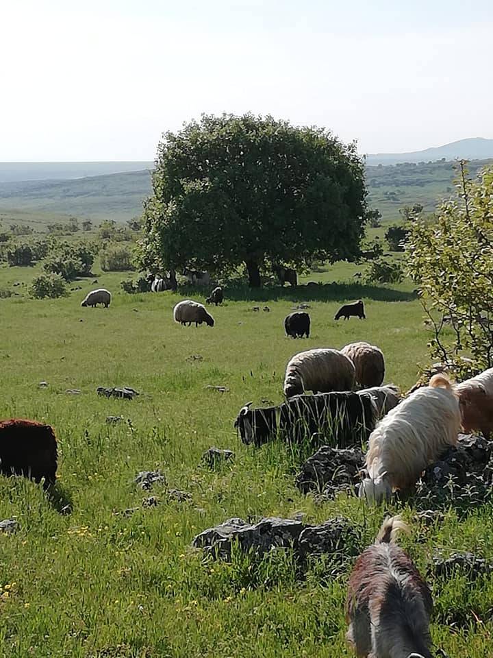 İdil Toklu Köyü Resimleri 8