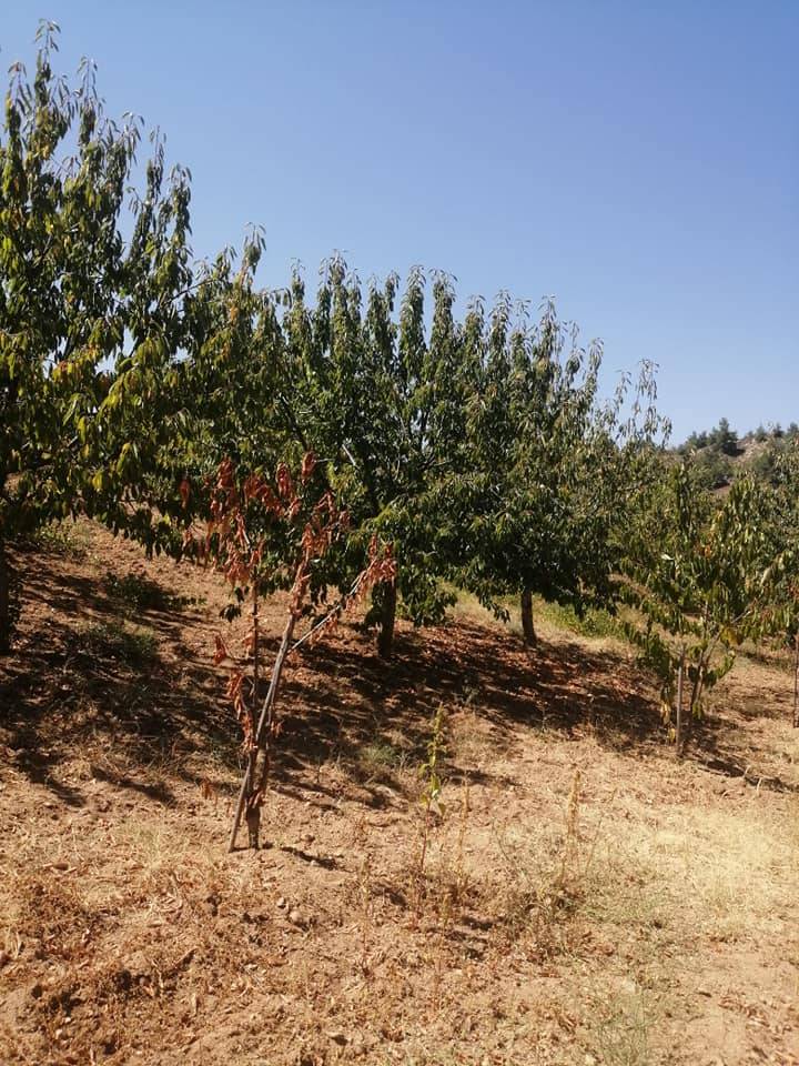 Söğüt Küre Köyü Resimleri 6