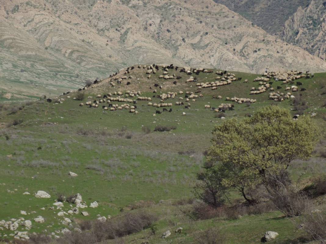 İdil Yalaz Köyü Resimleri 2