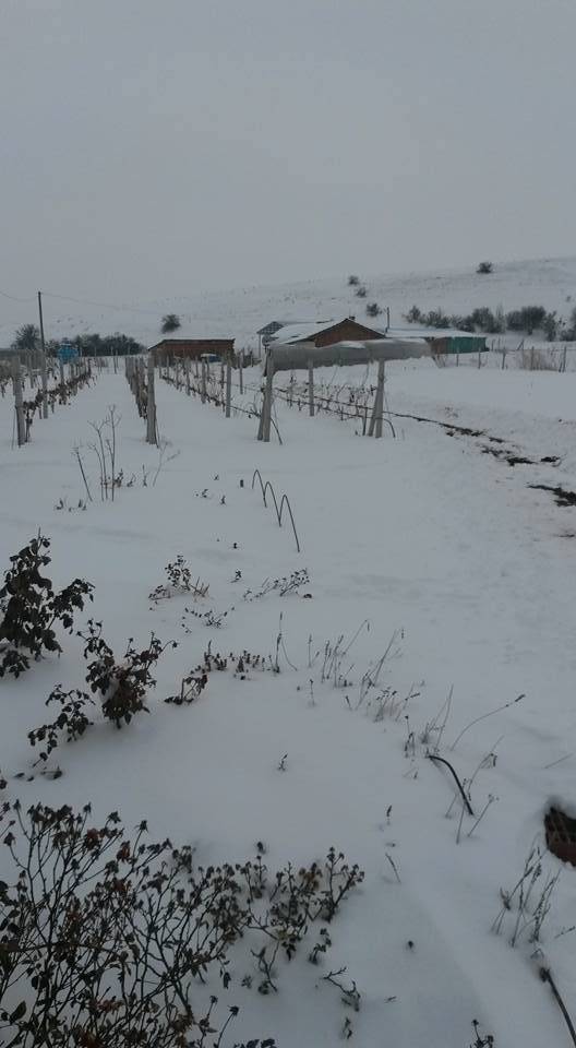 Söğüt Oluklu Köyü Resimleri 2