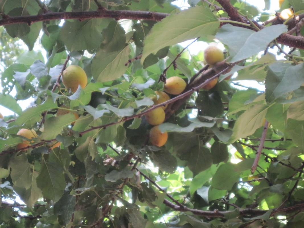 Şemdinli Korgan   Köyü Resimleri 1