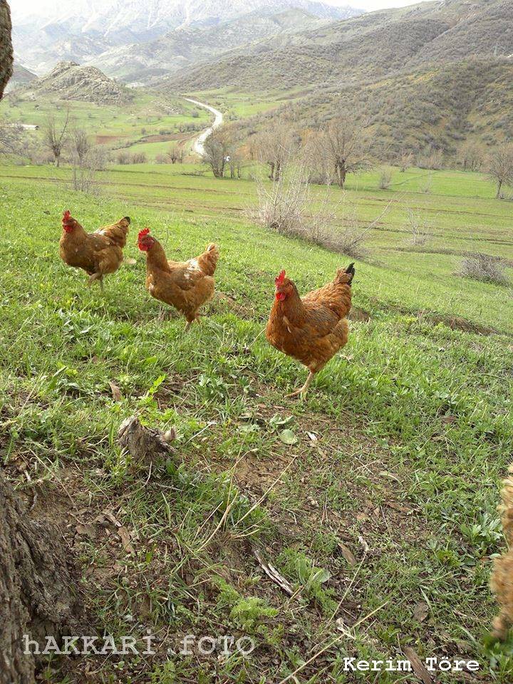 Şemdinli Korgan   Köyü Resimleri 3