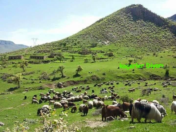 Dargeçit Karabayır Köyü Resimleri 7