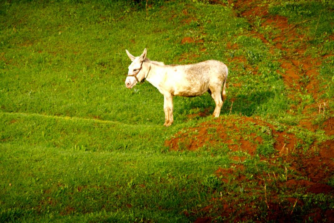 Şemdinli Yufkalı Köyü Resimleri 3
