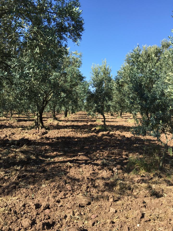 Akhisar Doğuca Köyü Resimleri 3