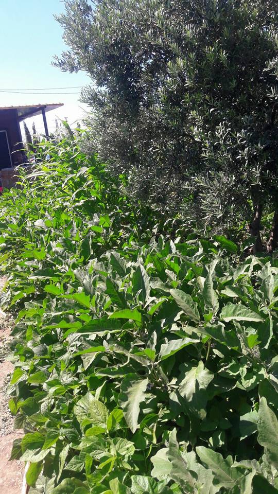 Akhisar Doğuca Köyü Resimleri 4