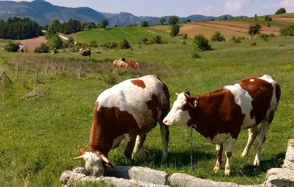 Yenipazar Esenköy Köyü Resimleri 10