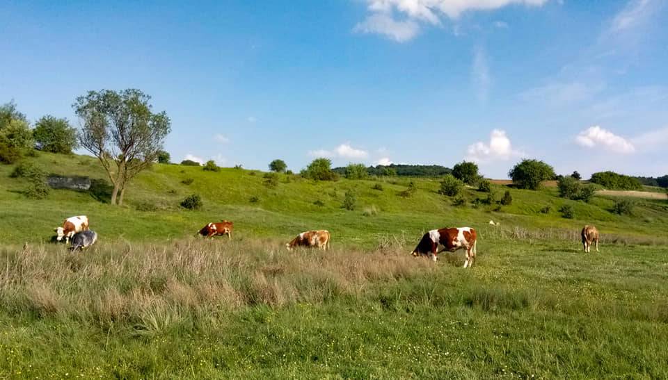 Yenipazar Esenköy Köyü Resimleri 11