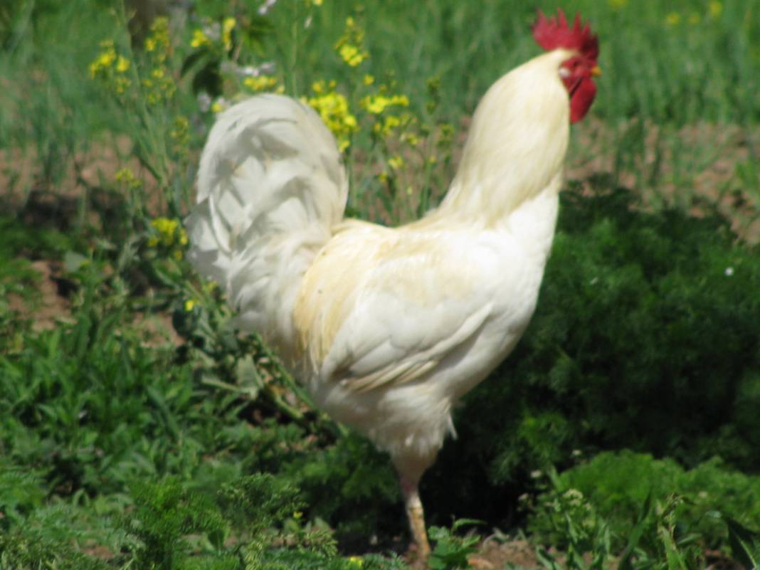 Yenipazar Esenköy Köyü Resimleri 12