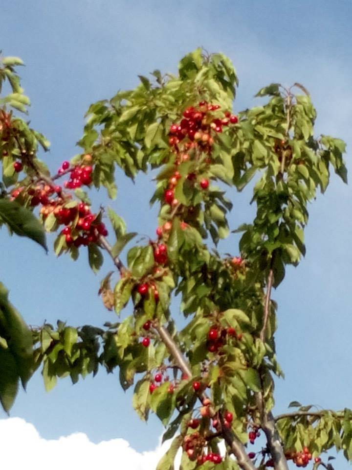 Yenipazar Esenköy Köyü Resimleri 8