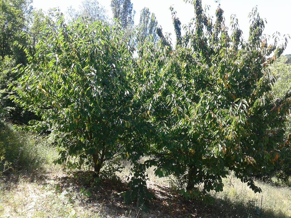 Yenipazar Kükürt Köyü Resimleri 7