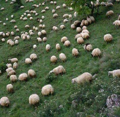 Silopi Buğdaylı Köyü Resimleri 2