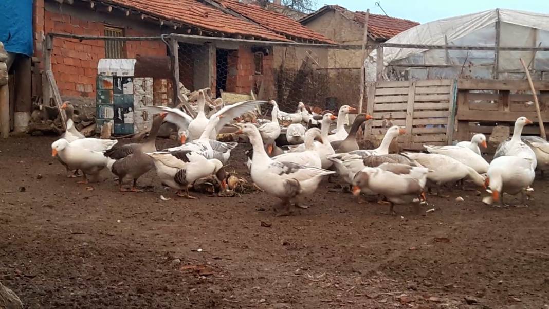 Altıntaş Alibey Köyü Resimleri 1