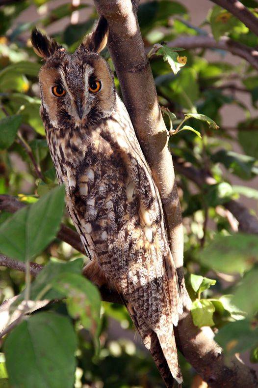 Altıntaş Altıntaş Köyü Resimleri 4