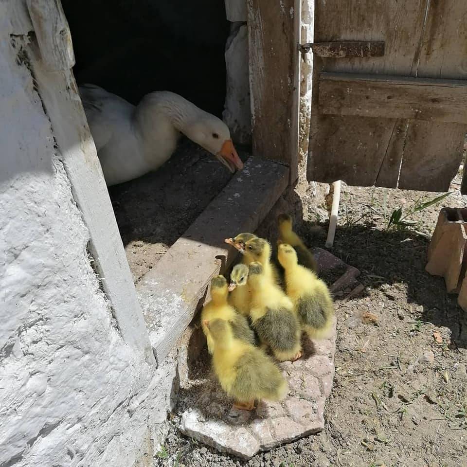 Altıntaş Aykırıkçı Köyü Resimleri 3
