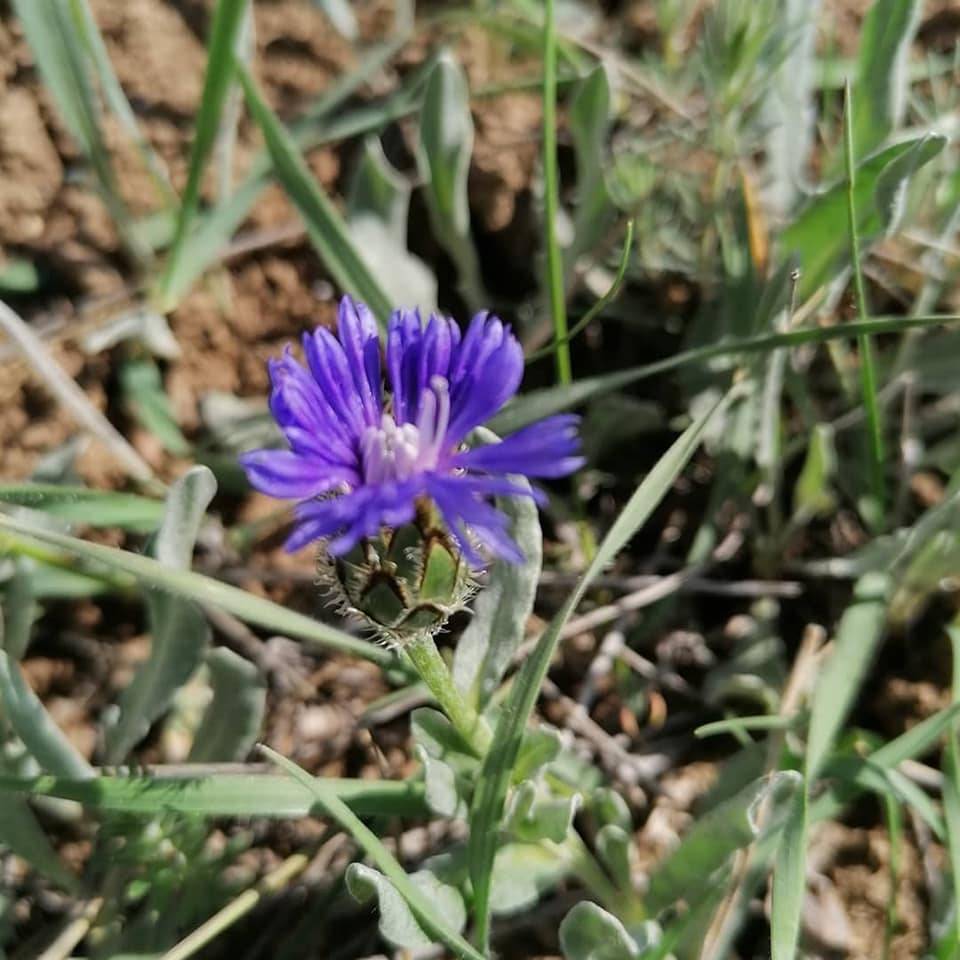 Altıntaş Aykırıkçı Köyü Resimleri 5