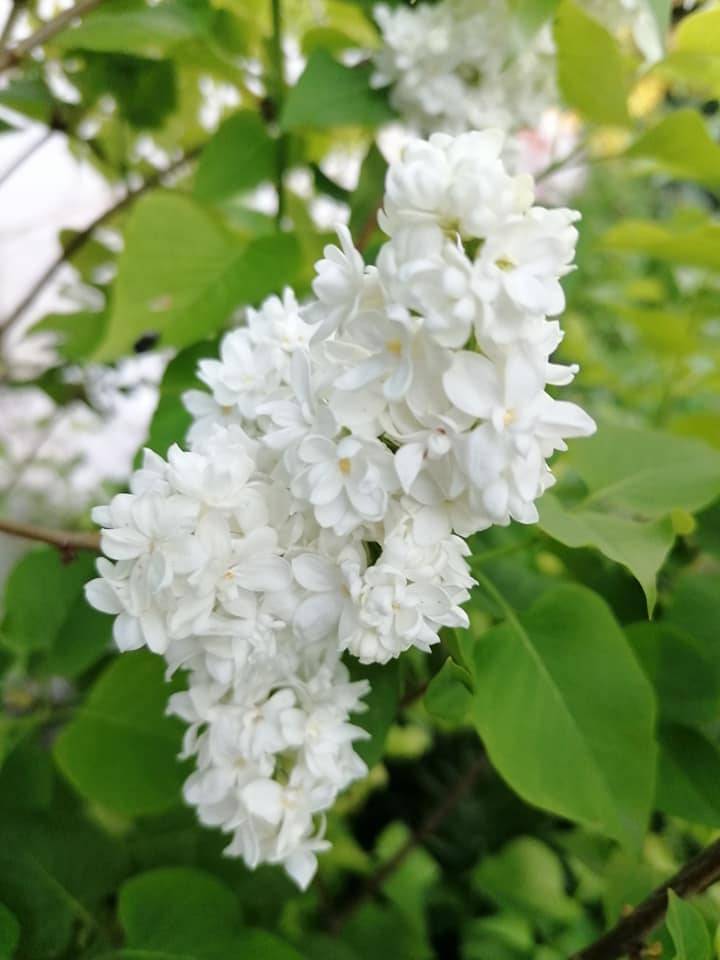 Altıntaş Aykırıkçı Köyü Resimleri 6