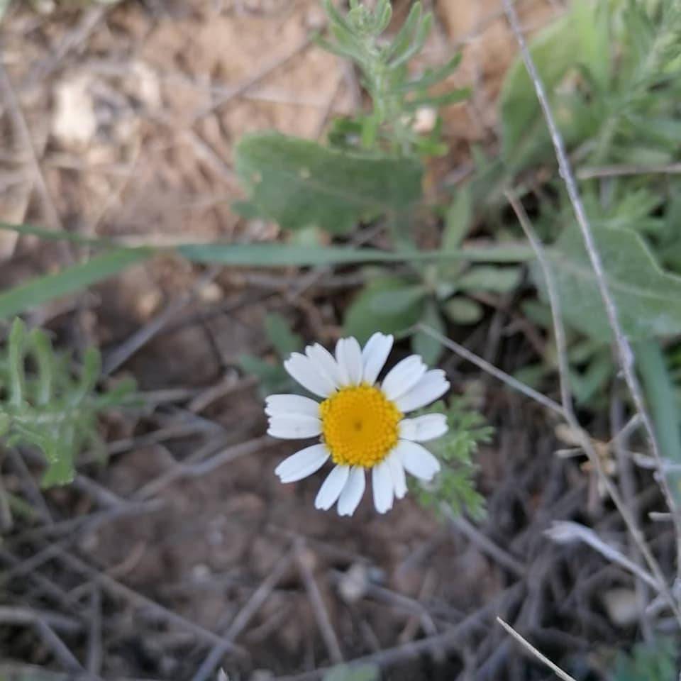 Altıntaş Aykırıkçı Köyü Resimleri 7