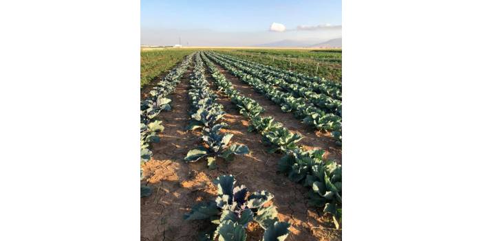 Altıntaş Aykırıkçı Köyü Resimleri