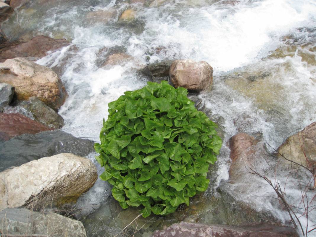 Hakkari Ceylanlı Köyü Resimleri 1