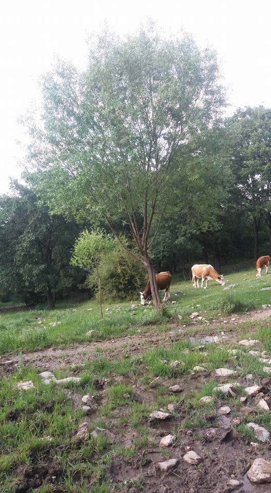 Altıntaş Beşkarış Köyü Resimleri 1