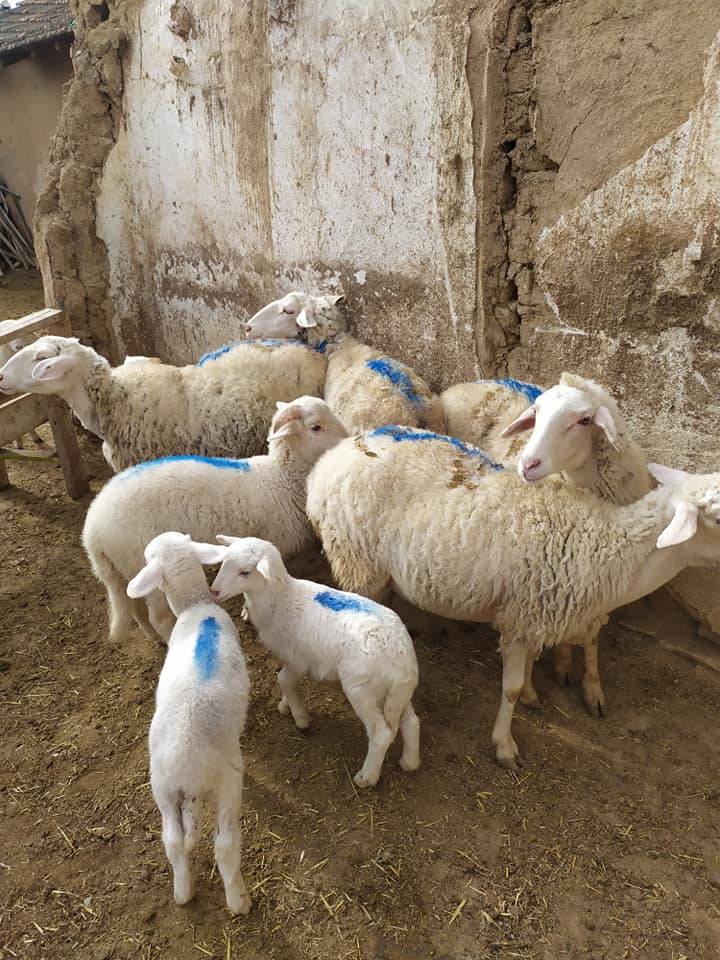 Altıntaş Eymir Köyü Resimleri 2