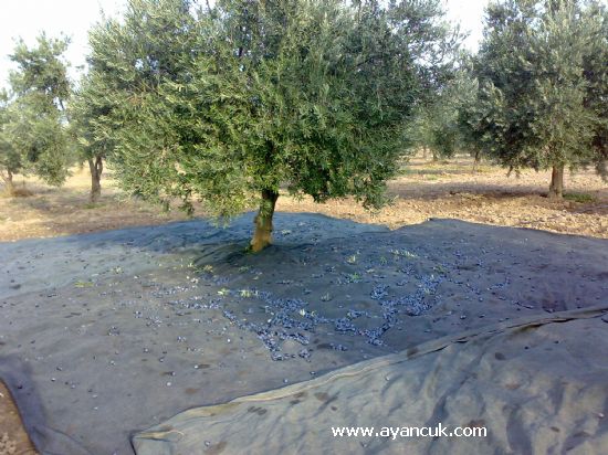 Akhisar Gökçeahmet Köyü Resimleri 10