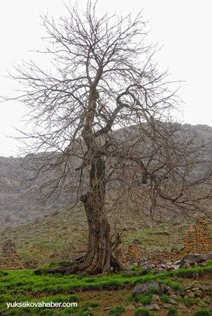 Hakkari Yoncalı Köyü Resimleri 3