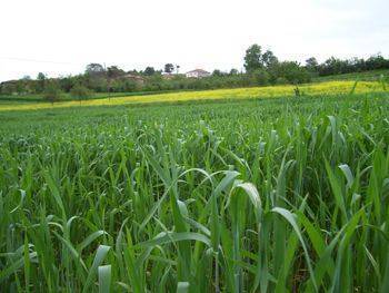 Yenipazar Tohumlar Köyü Resimleri 2