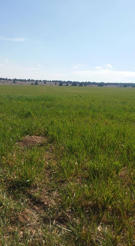 Altıntaş Gökçeler Köyü Resimleri 1