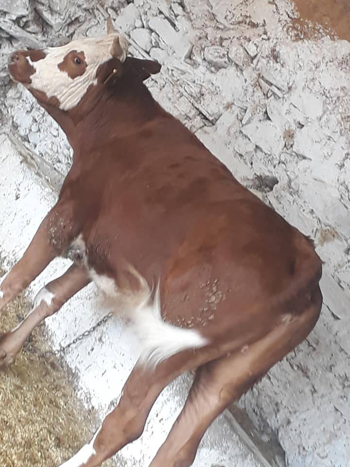 Altıntaş Işıklar Köyü Resimleri 4