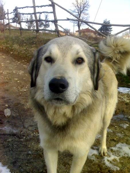 Bilecik Hasandere Köyü Resimleri 7