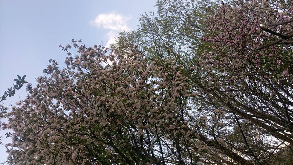 Dargeçit Yılmaz Köyü Resimleri 5