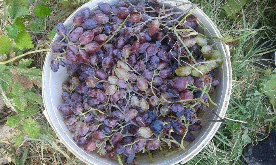 Dargeçit Yılmaz Köyü Resimleri 7