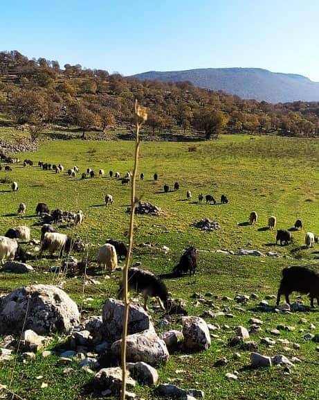 Şırnak Kayaboyun Köyü Resimleri 6