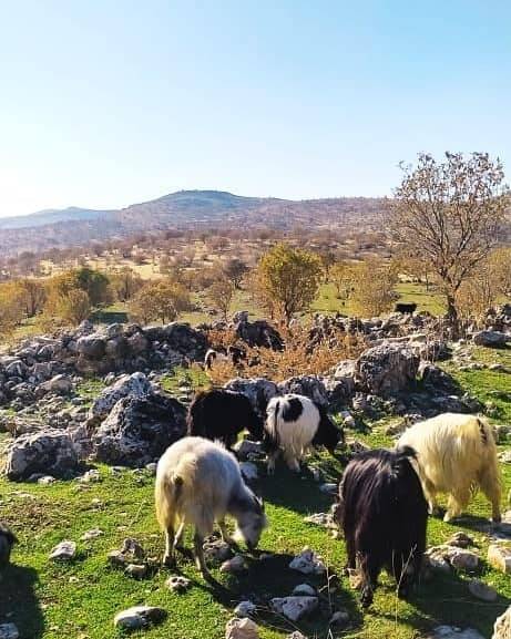 Şırnak Kayaboyun Köyü Resimleri 7